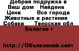 Добрая подружка,в Ваш дом!!!Найдена › Цена ­ 10 - Все города Животные и растения » Собаки   . Тверская обл.,Бологое г.